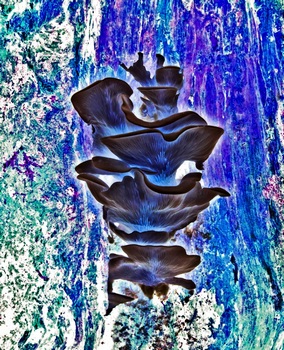 N 094C